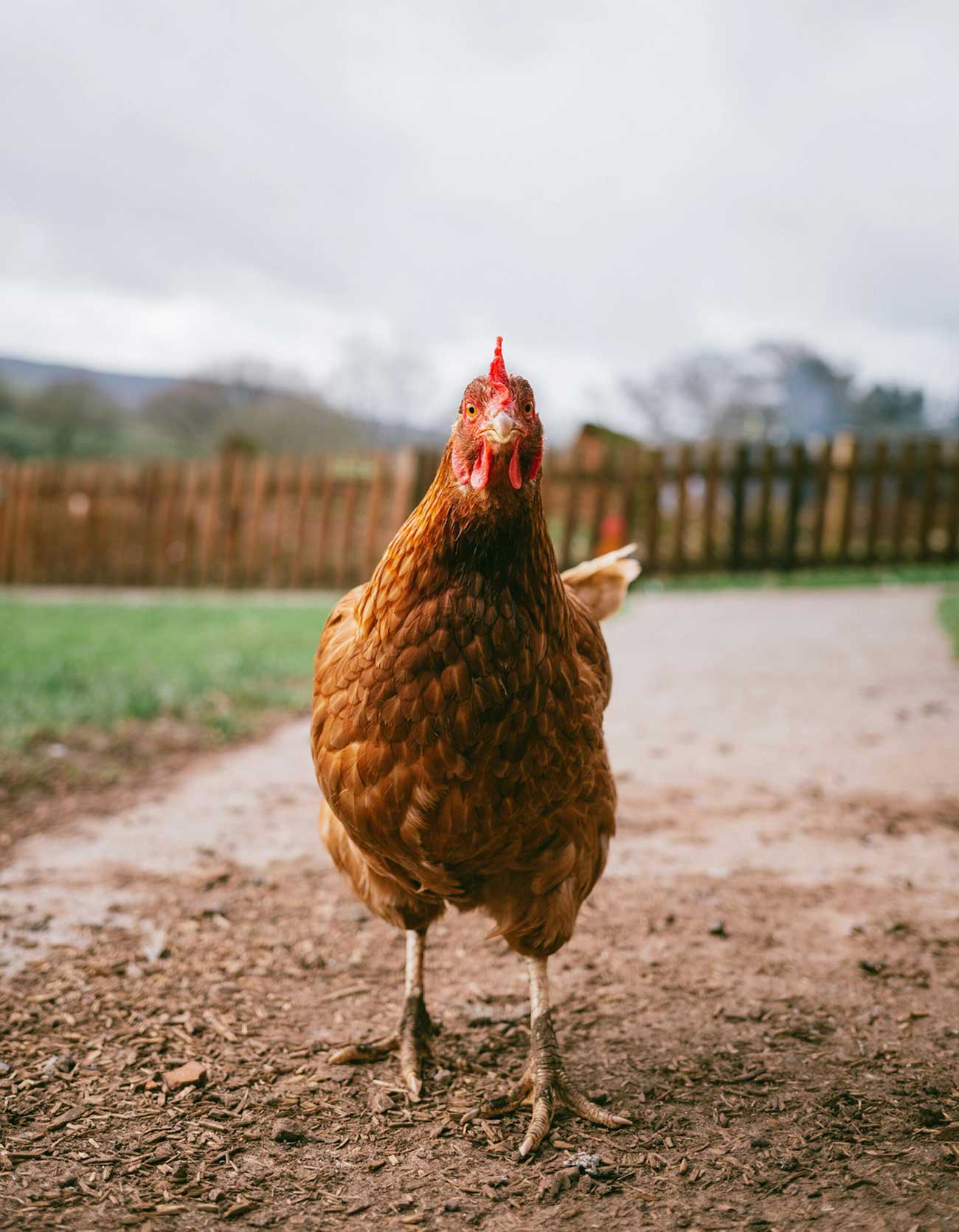 Cage-free-opt